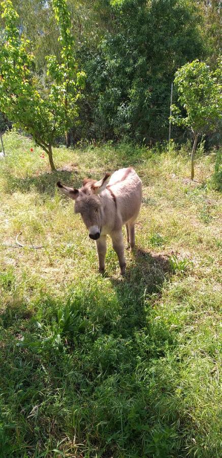 Funtan'arva Séjour à la ferme Loculi